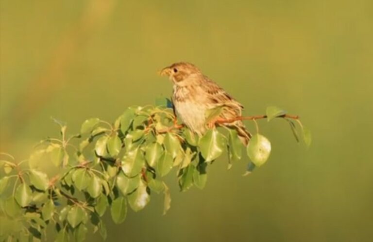 Read more about the article Agroecology-TRANSECT Facebook page