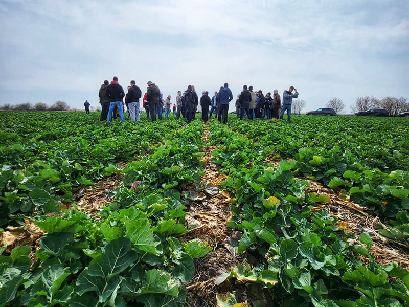 You are currently viewing How South Romanian farmers are coping with climate extremes